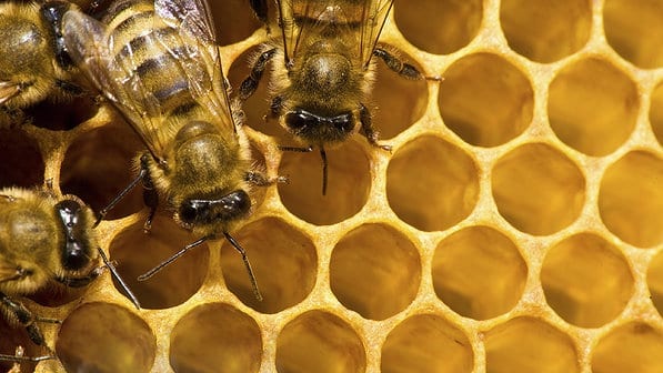 ciencia-animais-abelhas-apicultura-20140130-004-size-598