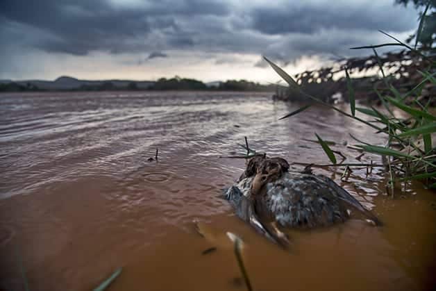 The last few days have been very sad for our team who was on the margins of the Rio Doce. We began to hear reports that waste from the Samarco dam, are killing animals other than fish. They talked about capybaras, otters, alligators, dogs, cattle, horses and birds are among the victims. Our team, which photographed parts of the river a week before the "mud" take it, went back to the same places to look for beautiful animals we had found and see how they were. To our sorrow, we find dead one of the ducks we had photographed last week, exactly the same place. Some other animals also found inside the dirty river and we were even more sad to see them feeding and drinking such harmful water. It is important to warn that we have reports of people getting sick from coming into contact with the river water, or drink water from dubious sources, due to thirst. We received this information in Galiléia city and a Indigenous village (Village Krenak).We saw the "mud" coming in ES, to the sea, and is already killing fish and shrimp all allong the river. The aquatic fauna is also dying.Coastal communities and animals will be affected sooner or later, because the substances in this water are very aggressive and will take time to go... It is killing birds and mammals that drink it. As the ducklings photos.The soul wrinkling before the skin!------------------------------------Os últimos dias foram muito tristes para nossa equipe que estava nas margens do Rio Doce. Começamos a ouvir relatos de que os resíduos, provenientes do rompimento da barragem da Samarco, estão matando outros animais além dos peixes. Nos falaram sobre capivaras, lontras, jacarés, cachorros, bois, cavalos e aves estão entre as vítimas. Nossa equipe, que fotografou partes do rio uma semana antes da "lama" tomá-lo, voltou aos mesmos locais para procurar os belos animais que havíamos encontrado e ver como estavam. Para nossa tristeza, encontramos morto um dos marrecos que havíamos fotografado na semana ant