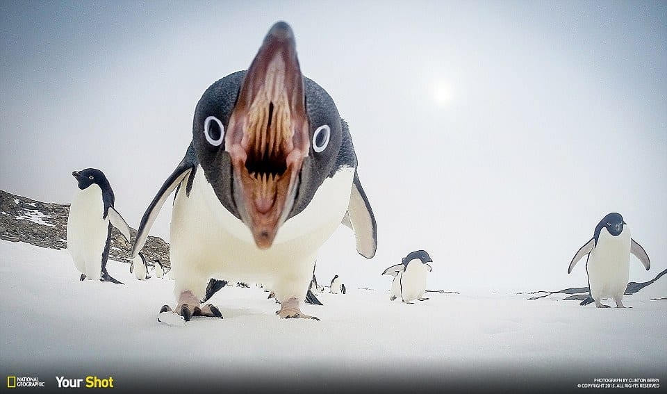 This is what happens when you leave a gopro out on the sea ice The Photo was taken near Casey Station Antarctica, It was one of a series of captures by a gopro on time lapse that was set out on the ice near the site where we are running an ocean acidification experiment. We often get groups of Adelie Penguins coming to see what we are doing and this one was trying to peck the camera. I am currantly based in Antartica for the next eight months through the winter and would be happy to help with any photo's requests required for up coming publications.