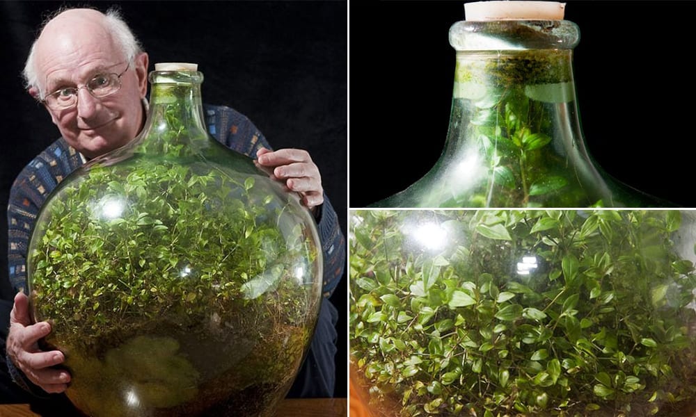 Homem cultiva jardim em garrafa que não recebe água desde 1972