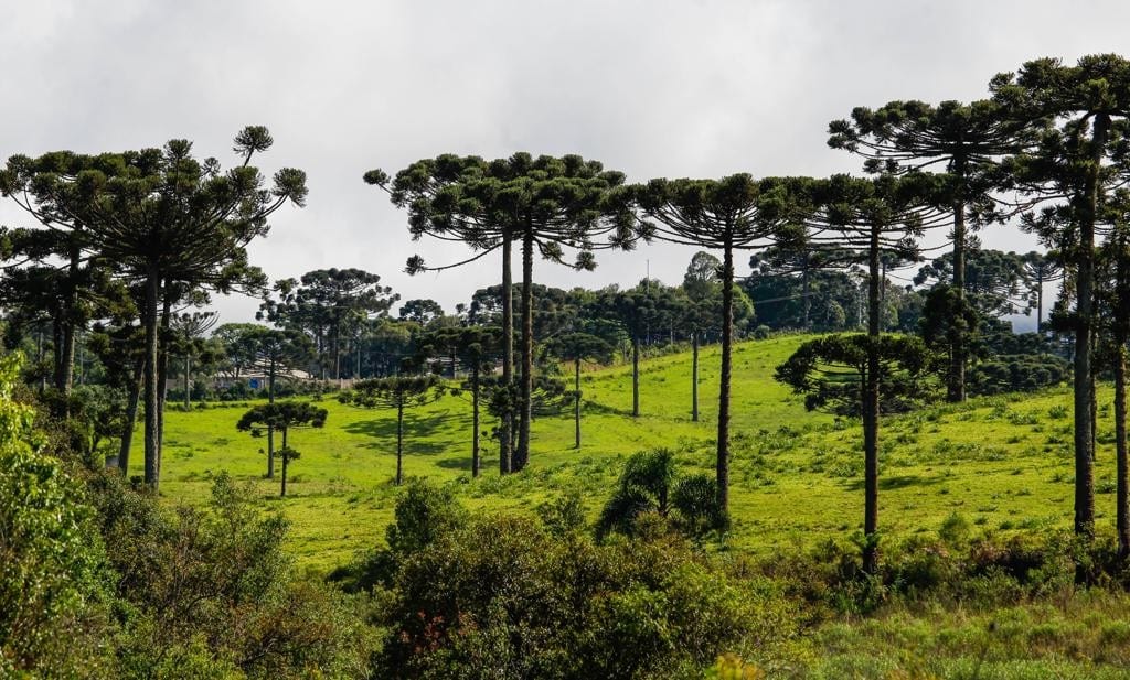Vegetação do Brasil: uma riqueza incalculável que vem da variedade