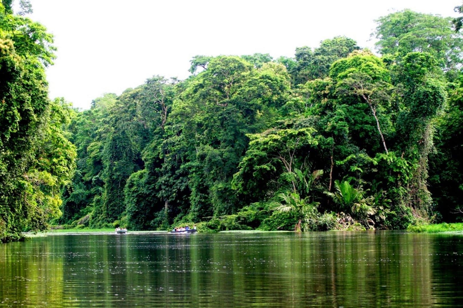 Saiba onde ficam as florestas tropicais e conheça suas características