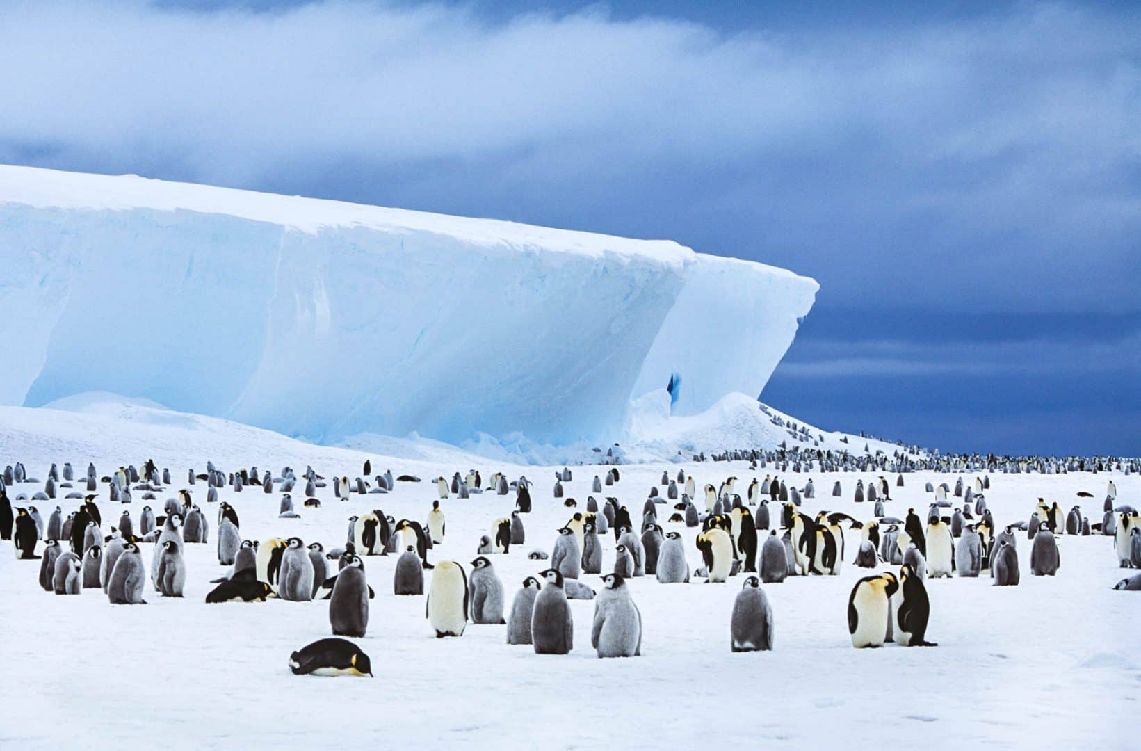 Saiba tudo sobre a Antártida: o continente gelado no extremo Sul da Terra