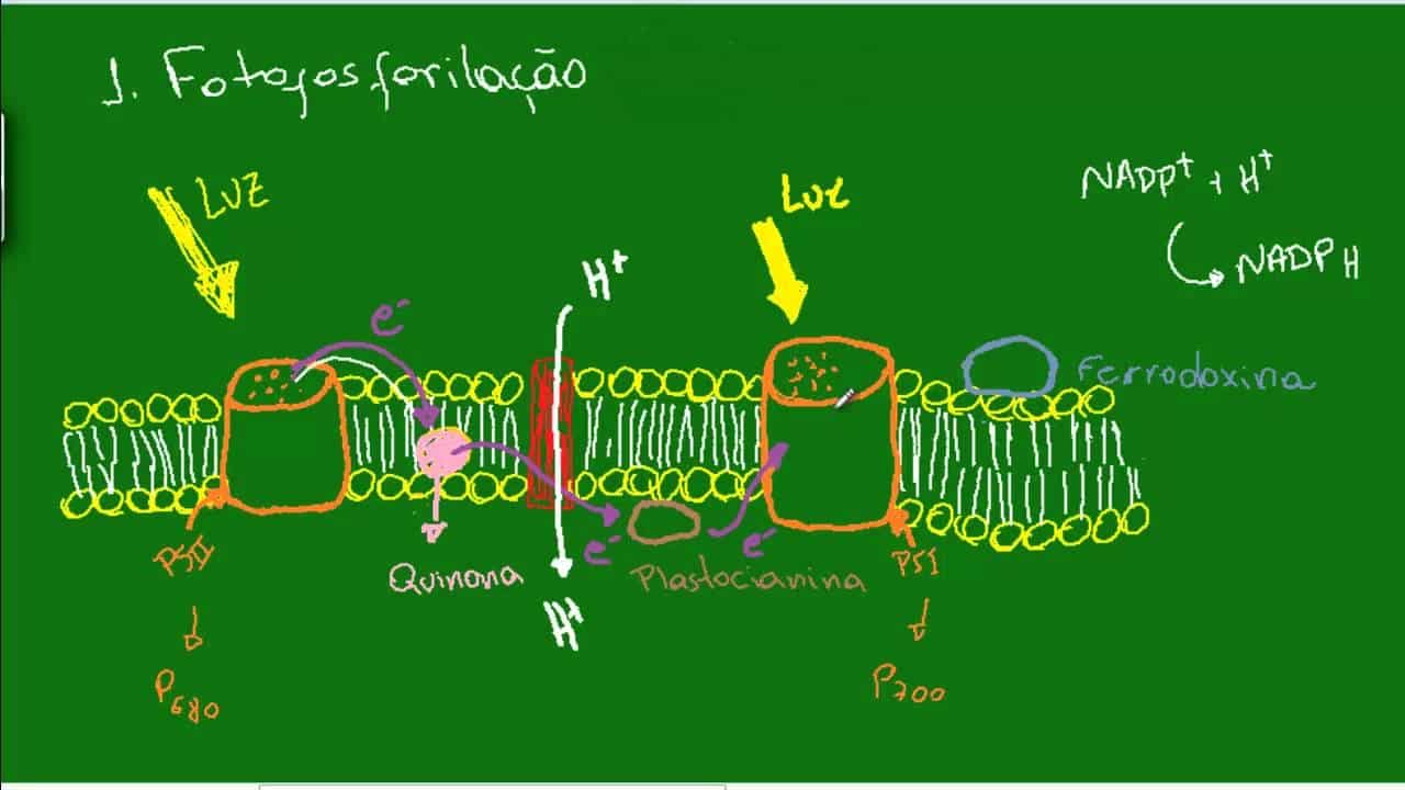 O que é a fotossíntese? Saiba como a luz solar se transforma em energia