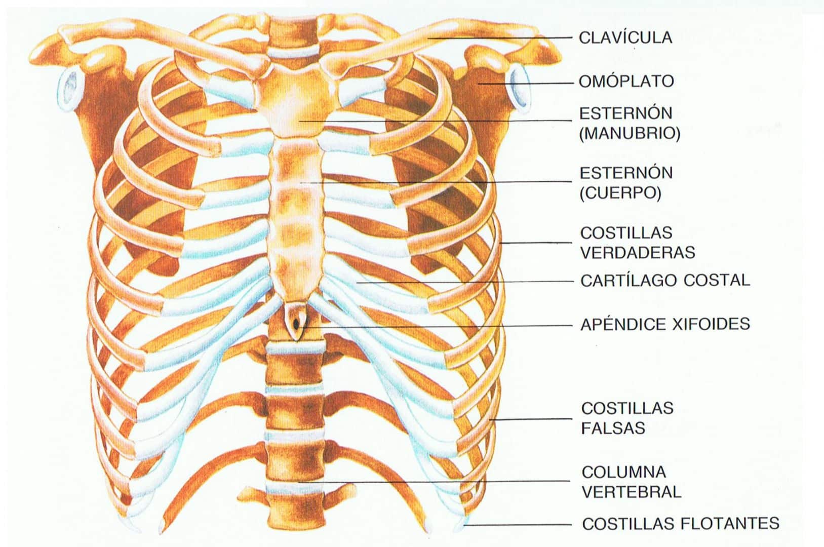Esqueleto axial – divisão, constituição, importância e ligação dos ossos