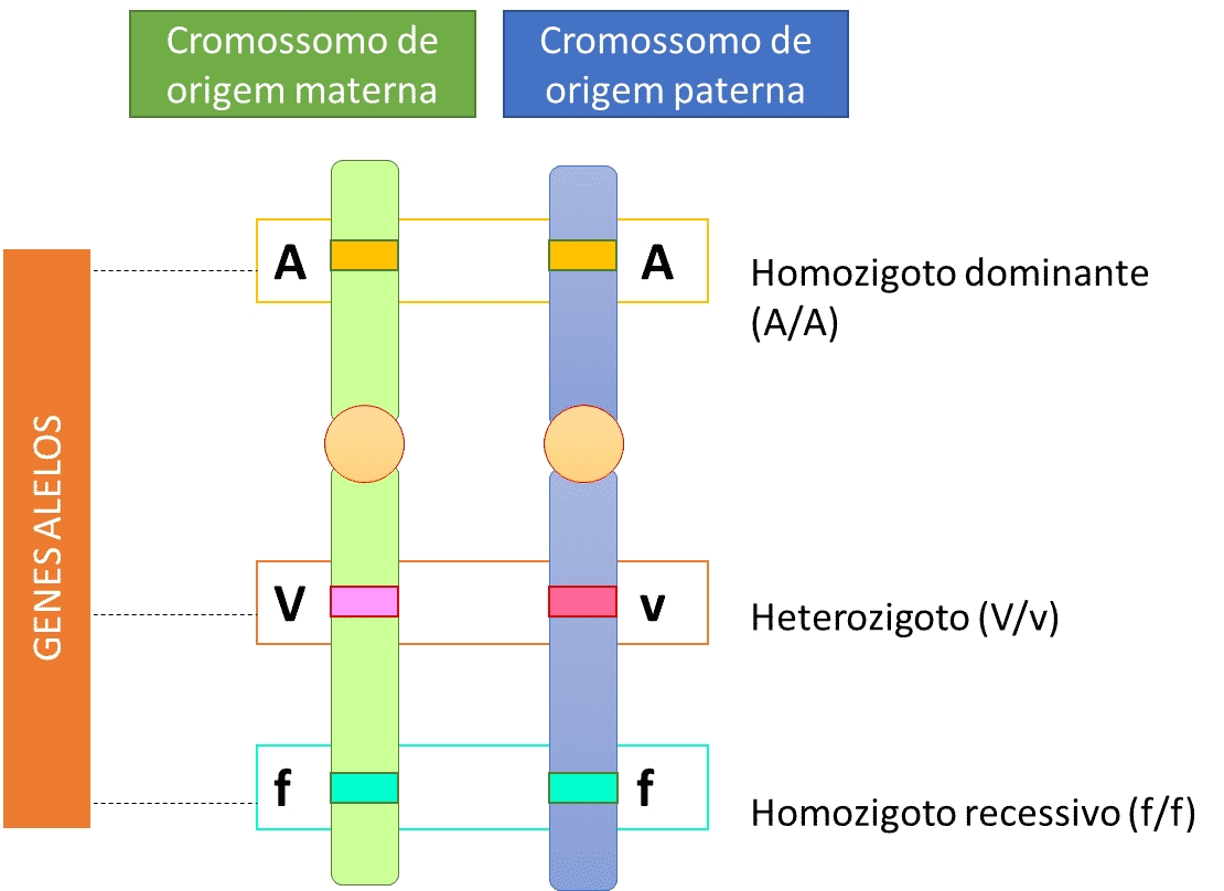 Genes – dominantes e recessivos, a hereditariedade, cromossomos X e Y