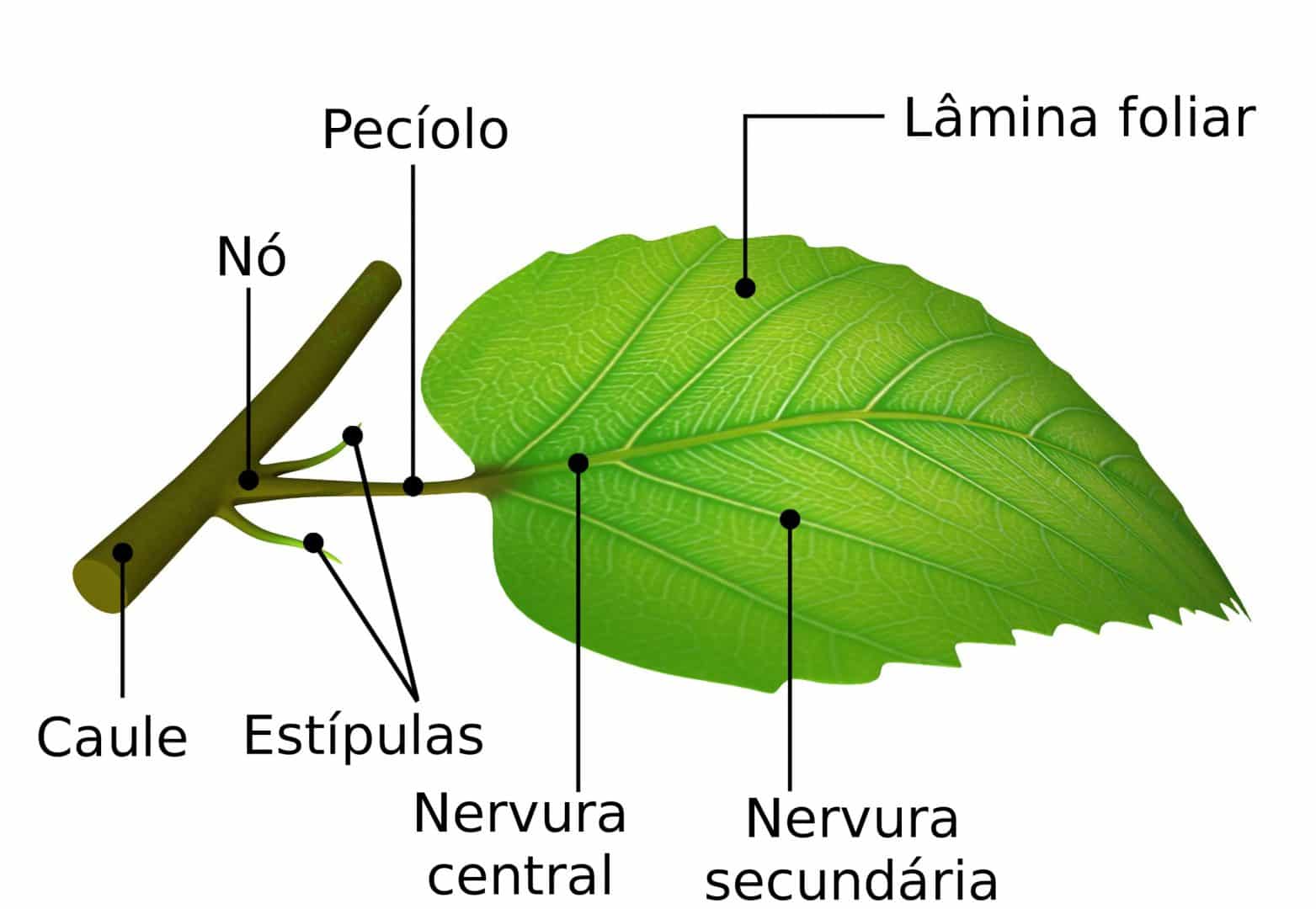 Folhas - Conheça os principais tipos, quais são as partes e características
