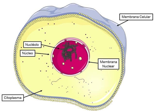 Núcleo Celular - Funções, carioteca e divisão celular