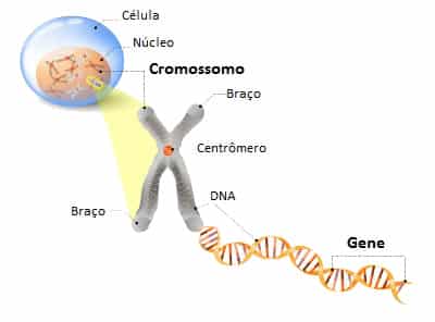 O DNA e suas informações
