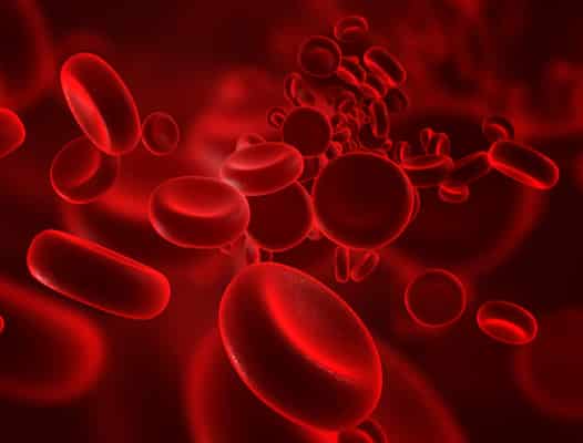 Tecido sanguíneo e as células sanguíneas