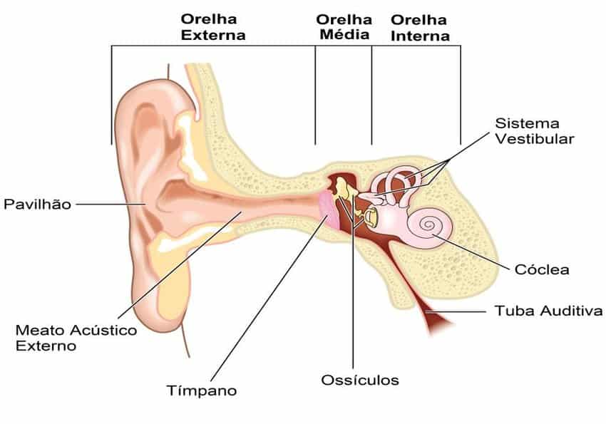 Audição - Definição, fisiologia, anatomia da orelha e estímulos sonoros