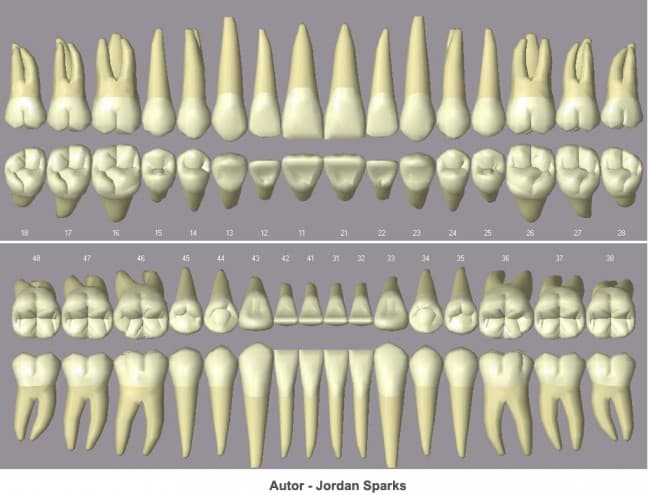 Dentes - Classificação, características estruturais e definição de cárie