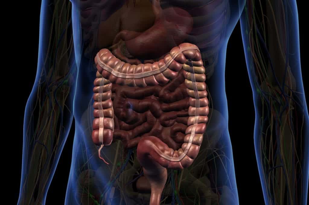 Sistema Digestivo - Definição, características e órgãos principais