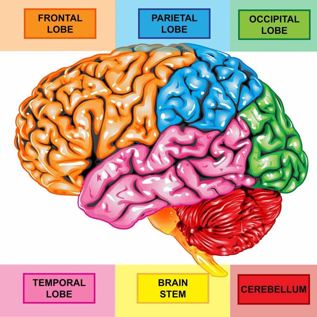 Cérebro - Definição, anatomia, divisões cerebrais e principais funções