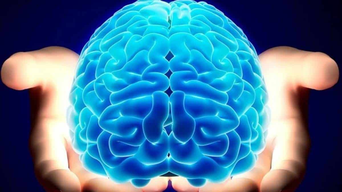 Cérebro - Definição, anatomia, divisões cerebrais e principais funções