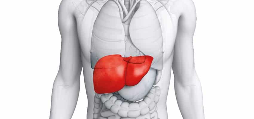 Fígado - Características e funções
