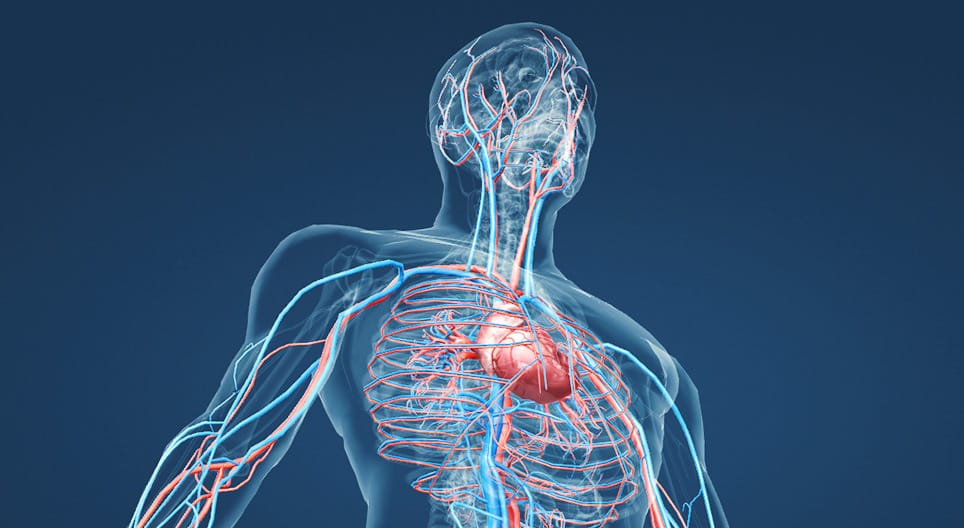 Órgãos do corpo humano – Quais são, funções e características