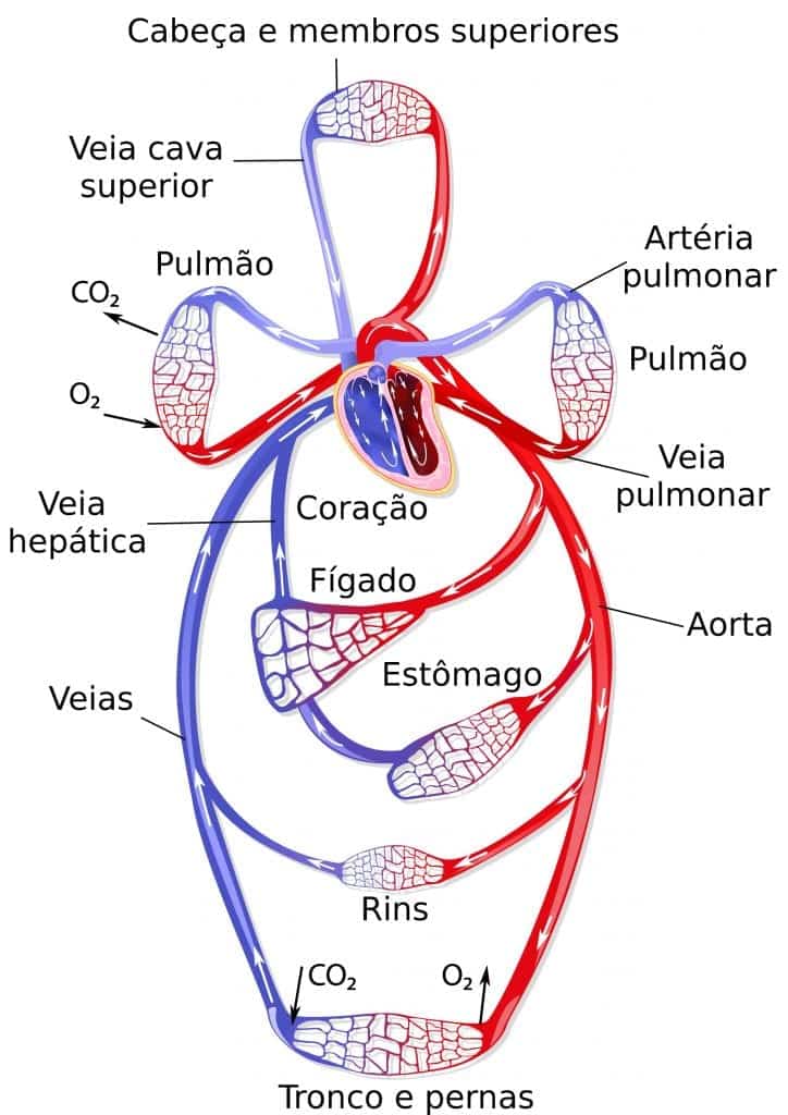 Sistemas do corpo humano - Definição, principais órgãos e características
