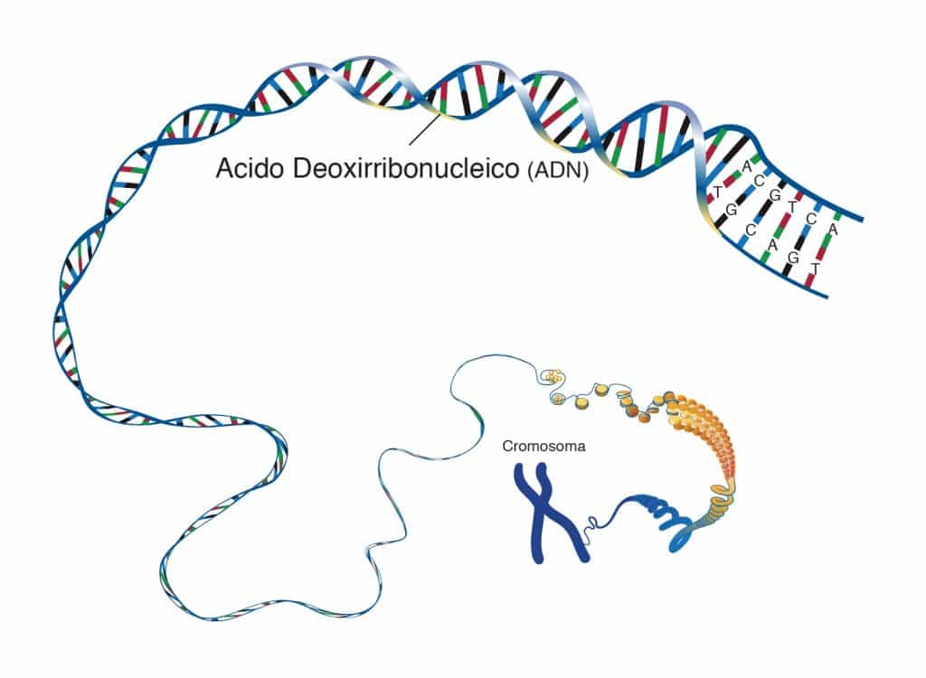 Ácido desoxirribonucleico, o que é? Definição, estrutura e funções