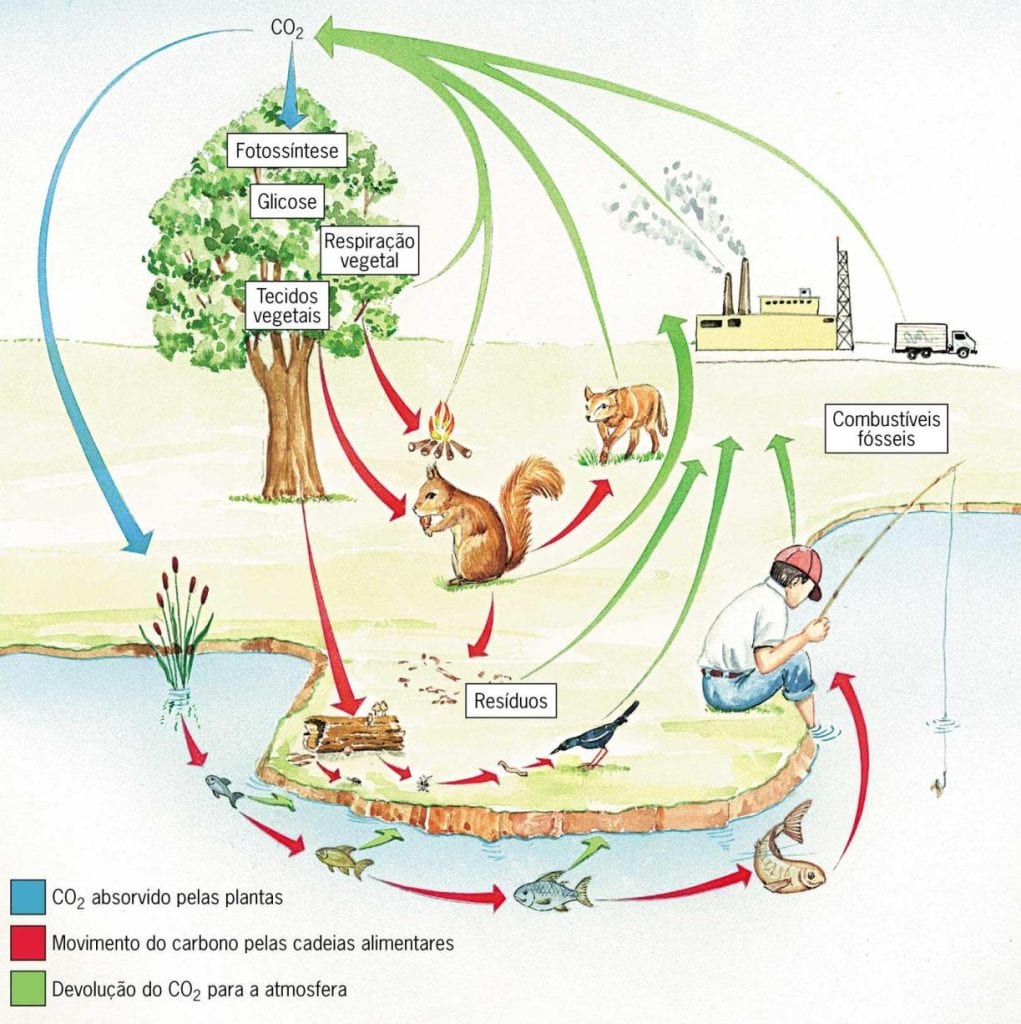 Ciclos Biogeoquímicos - Definição, classificação e principais tipos