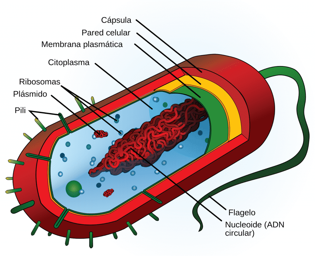 Bactérias, o que são? Definição, estrutura e principais características