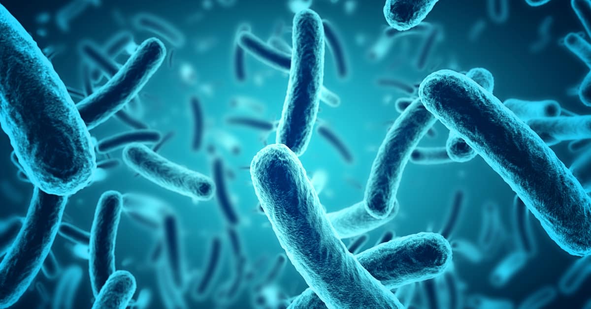 Bactérias, o que são? Definição, estrutura e principais características