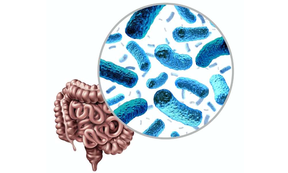 Microbiota, o que são? Definição e principais características