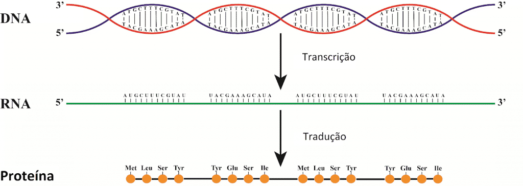 DNA e RNA - Definição, características, principais diferenças e funções
