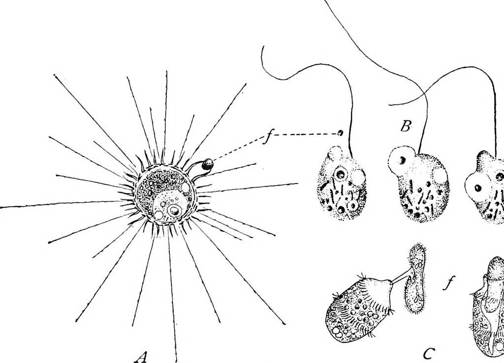 Unicelulares, o que são? Definição, principais características e exemplos
