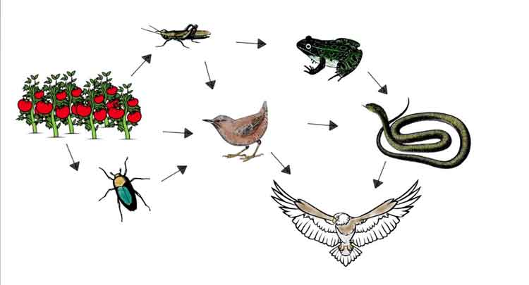 Cadeia alimentar: o que é, como se estrutura, exemplos e consequências