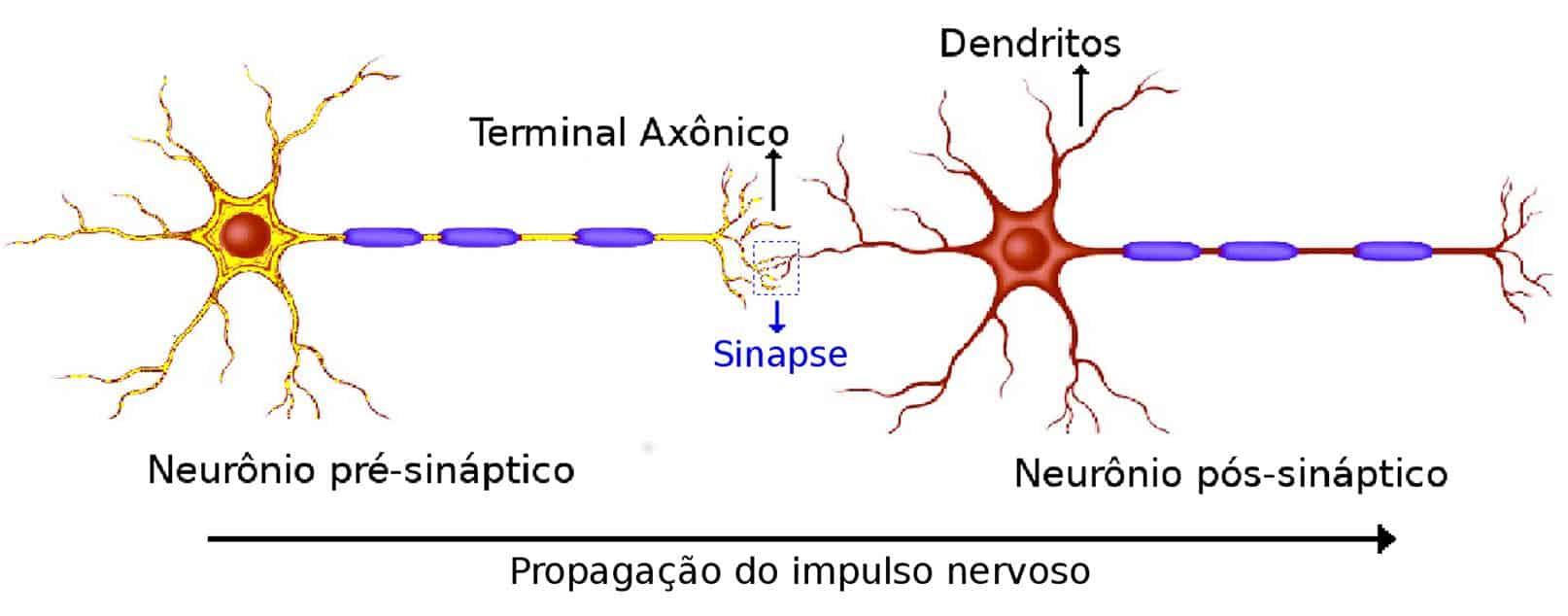 O que é sinapse?